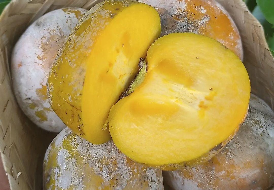 Buah Kesemek. (Khoirul Rizal/RadarSitubondo.id)