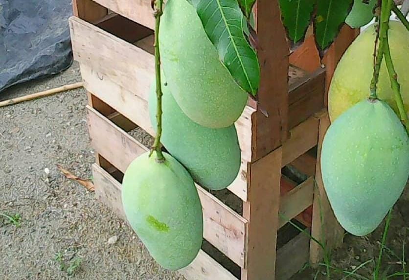 Buah mangga baik untuk ibu hamil. (Khoirul Rizal/RadarSitubondo.id)