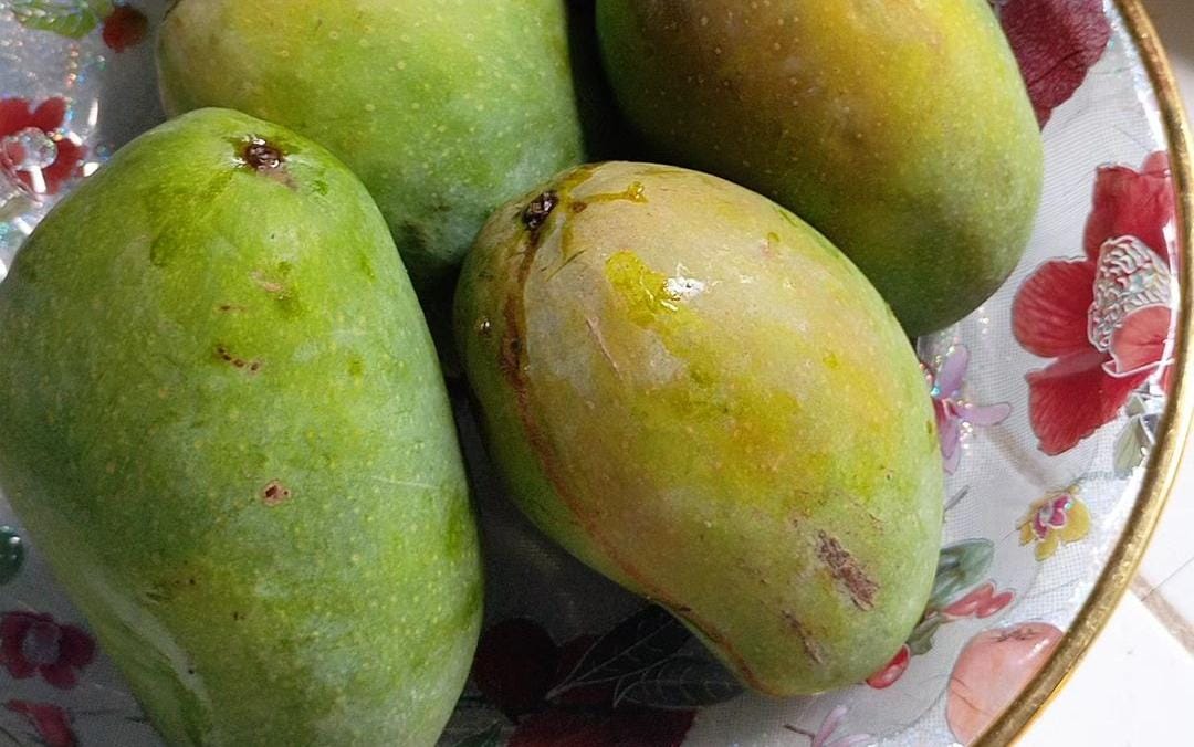 Buah mangga juga kaya akan vitamin A. (Khoirul Rizal/RadarSitubondo.id)