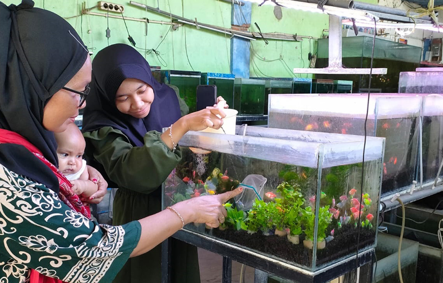 BERBURU IKAN: Pelanggan mencari ikan hias di toko ikan milik Lauhan Dianantolin, 28, warga Kelurahan Mimbaan, Panji, Situbondo, Minggu (6/10).