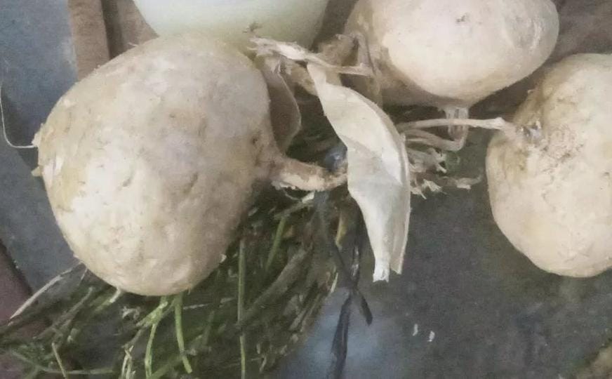 Buah Bengkuang. (Khoirul Rizal/RadarSitubondo.id)