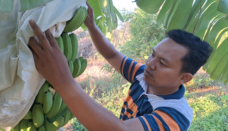 KONTROL LAHAN: M. Agus Terpuji, pemuda LDII Situbondo melihat kualitas pohon pisang di lahan milik LDII Situbondo, Minggu (13/10).
