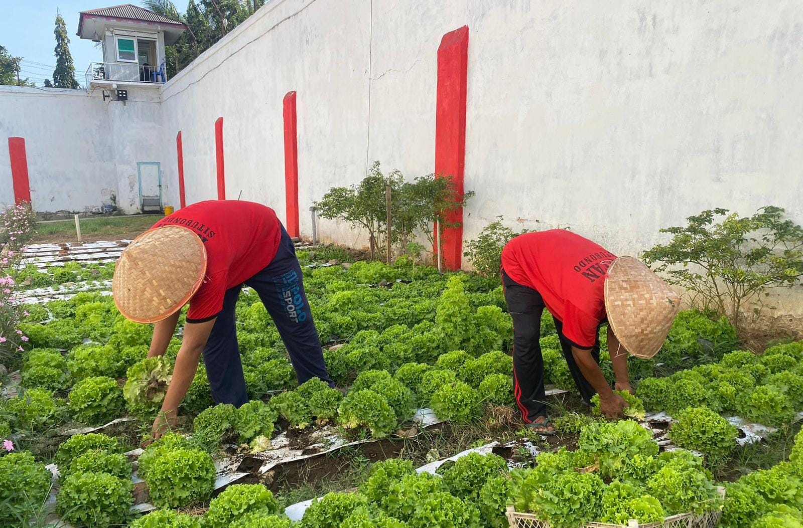 PRODUKTIF: Dua narapina di dalam rumah tahanan (Rutan) kelas IIB Situbondo, merawat tanaman sayur selada, Senin (14/10).