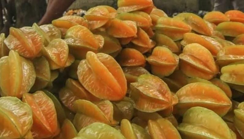 Buah Belimbing. (Khoirul Rizal/RadarSitubondo.id)