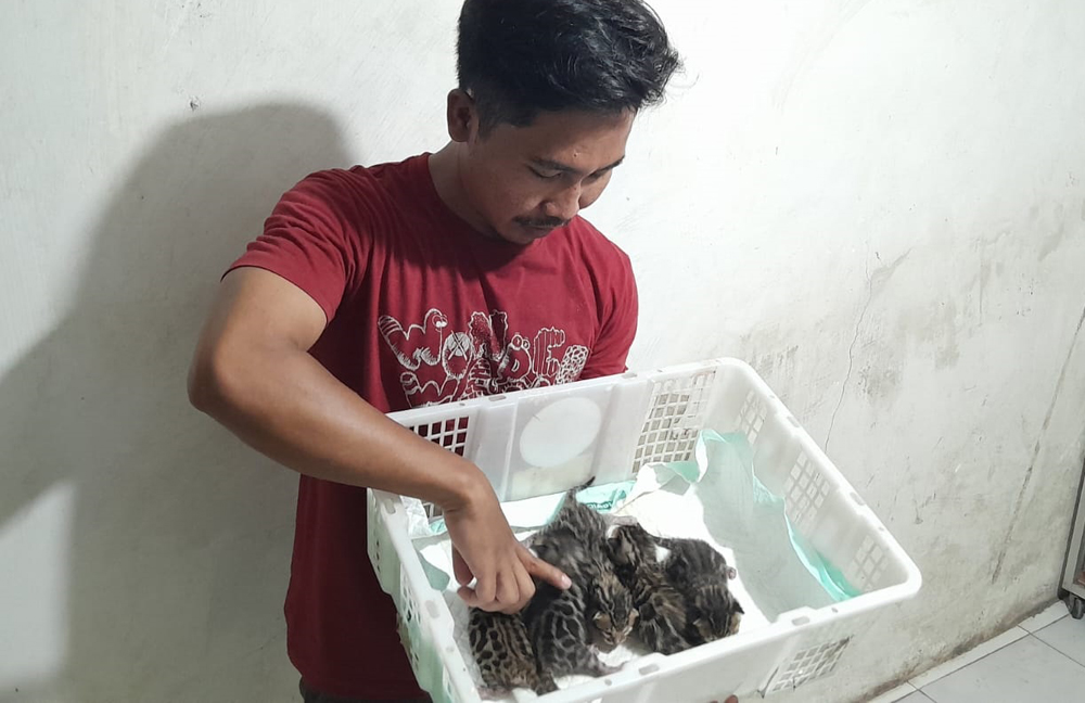 MIRIP MACAN TUTUL: Emwasi, 29, warga Dusun Pagar Gunung, Desa Selowogo, Kecamatan Bungatan, Situbondo, menggendong kucing tutul, Kamis (17/10).