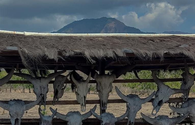 TN Baluran Situbondo. (Khoirul Rizal/RadarSitubondo.id)