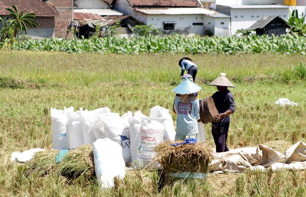 TANAMAN PANGAN: Seorang petani sibuk menggiling padi yang baru saja di panen, di Desa/Kecamatan Besuki, Jumat (25/10).
