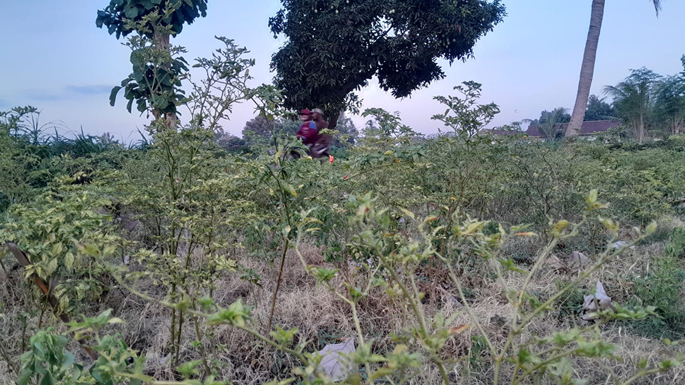 KERING: Kondisi ranting pohon cabai di Desa Curahtatal, Kecamatan Arjasa, mulai mengering dampak cuaca panas.