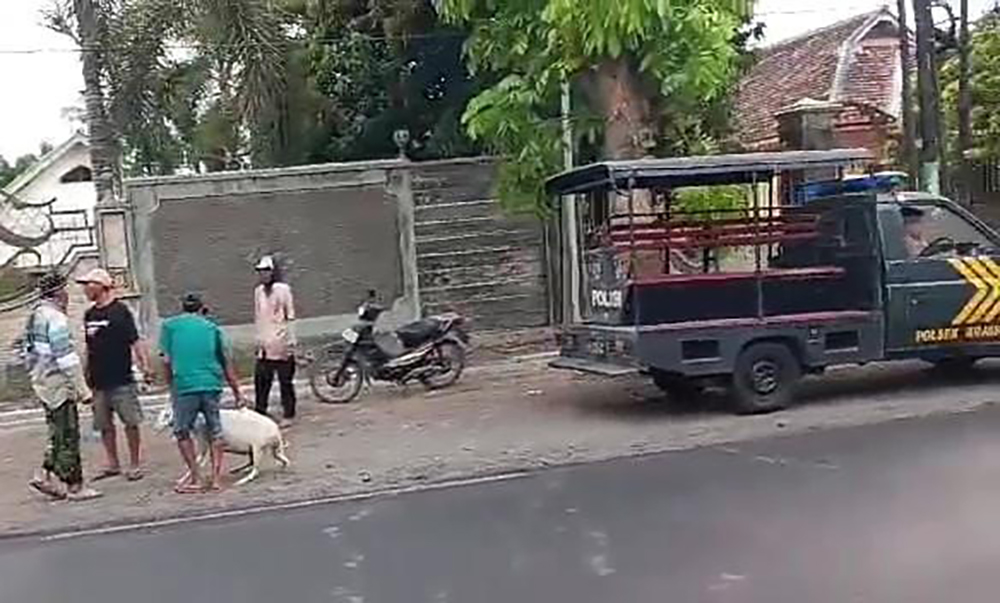 Humaidi/Radar Situbondo  MALING KAMBING: Warga melihat kambing diduga hasil curian di pinggir Jalan Raya Desa/Kecamatan Arjasa, Situbondo, Jumat (1/11).