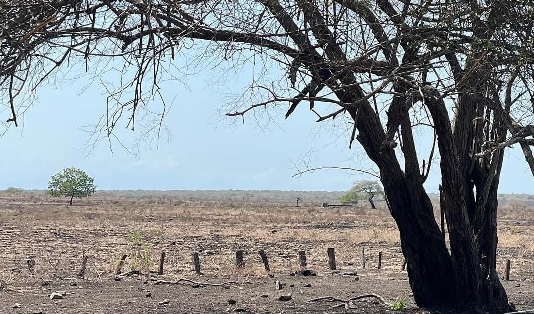 Taman Nasional Baluran Situbondo. (Khoirul Rizal/RadarSitubondo.id)