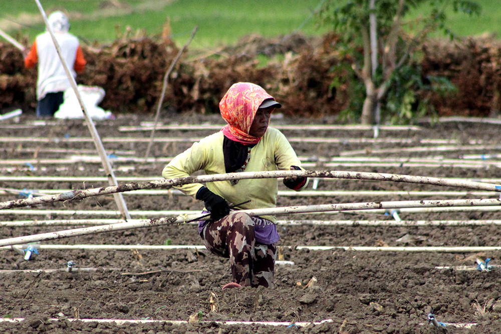 INOVATIF: Buruh tani di Kelurahan Patokan, Kecamatan Kota memasang pipa air di sawah untuk memudahkan pengelolaan tanaman agar lebih produktif, Senin (4/11).