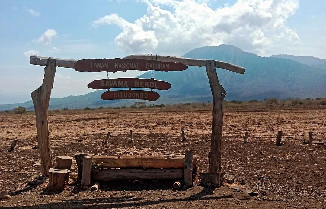 Savana bekol TN Baluran Situbondo. (Khoirul Rizal/RadarSitubondo.id)