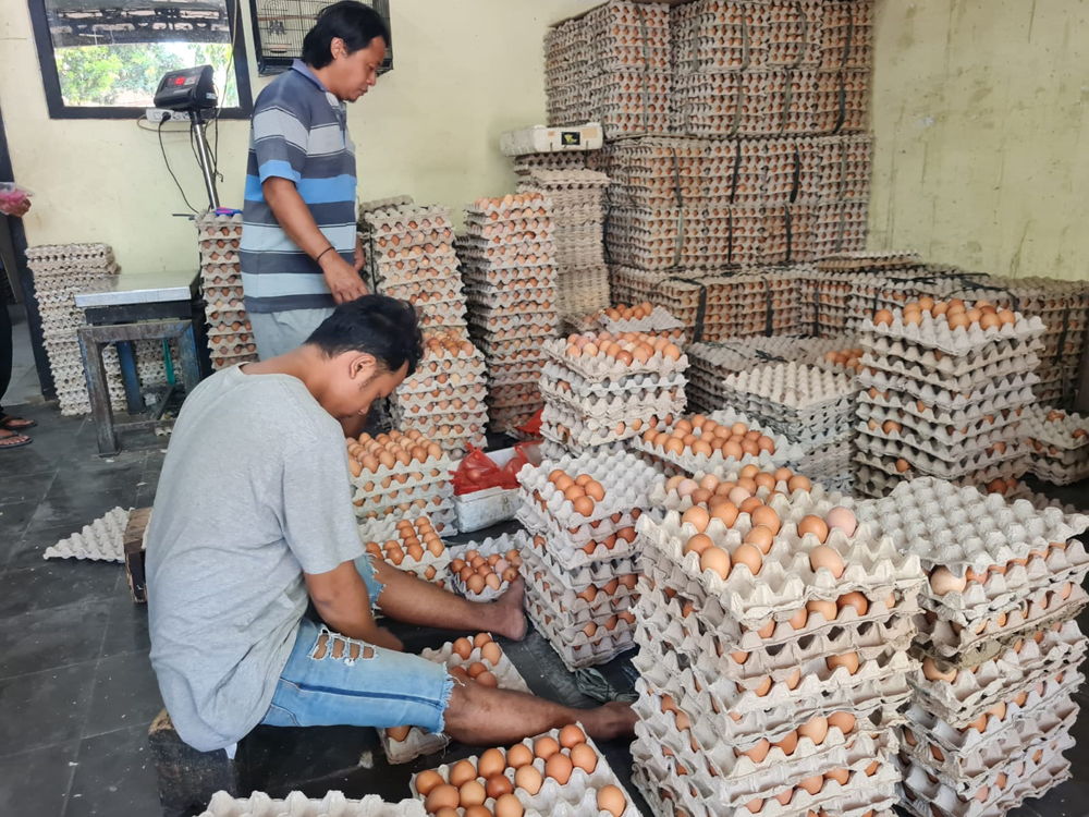 SIAP DI JUAL: Beberapa karyawan menata telur ayam ras ke dalam wadah di Kelurahan Mimbaan, Kecamatan Panji, Rabu (6/11).