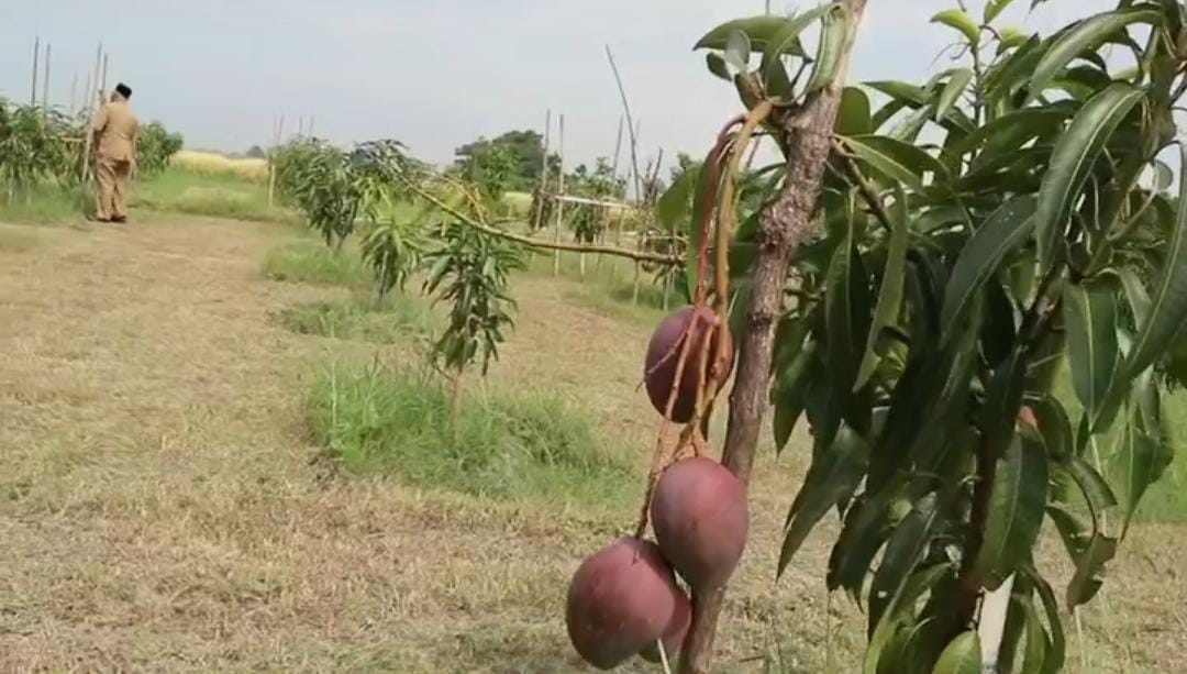 Mangga arum merah/ ig resmi @bungkarna.official