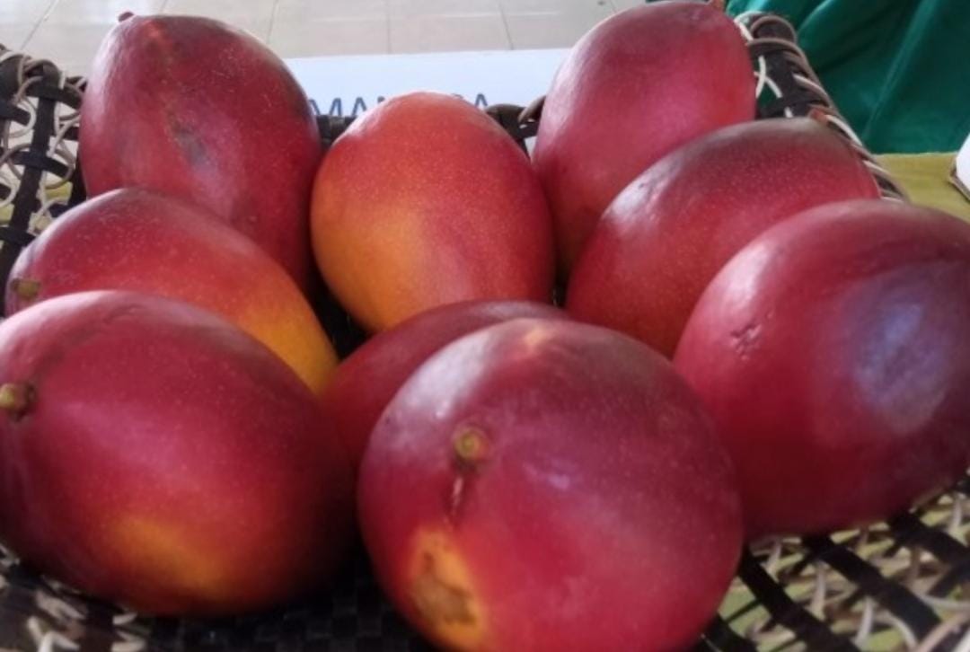 Mangga Arum Merah/Khoirul Rizal