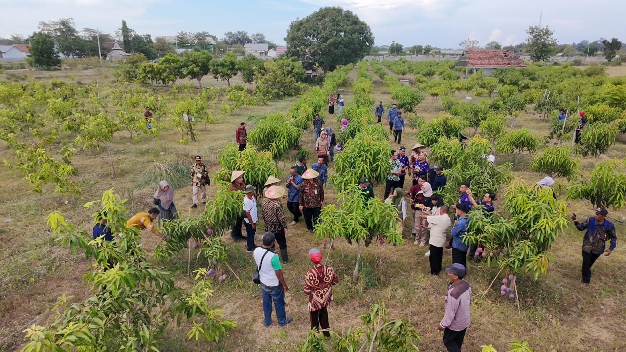 Tim Validasi Lapangan Kemendagri bersama Pemkab meninjau lokasi lahan mangga premium Arum Merah di Desa Gelung, Kecamatan Panarukan.