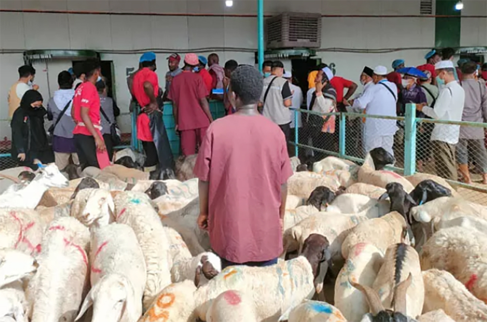 Ilustrasi Jemaah haji membeli dan melihat langsung proses pemotongan kambing sebagai dam haji di Makkah. (USKINU/JAWA POS RADAR PONOROGO)