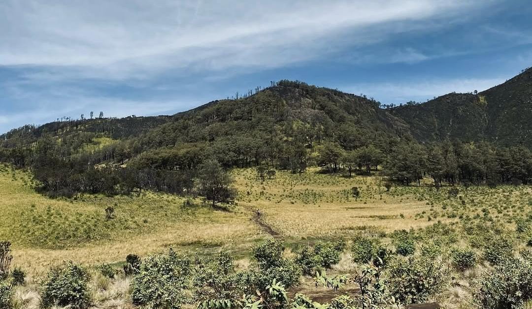 Trek pendakian Gunung Lawu. (ig @lawumountain)