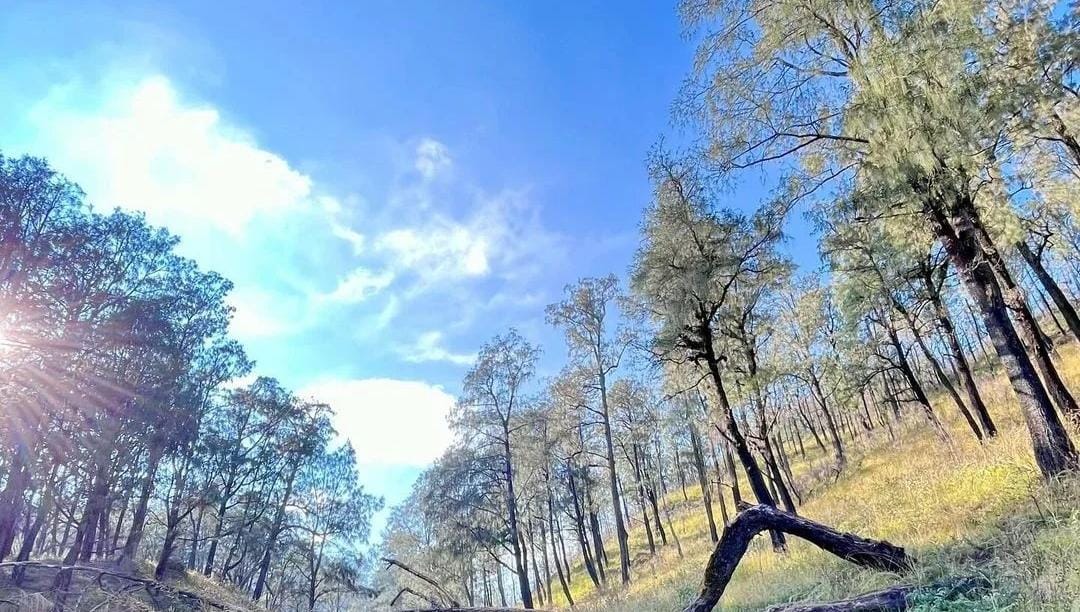 Alam di Gunung Lawu. (ig resmi @lawumointain)