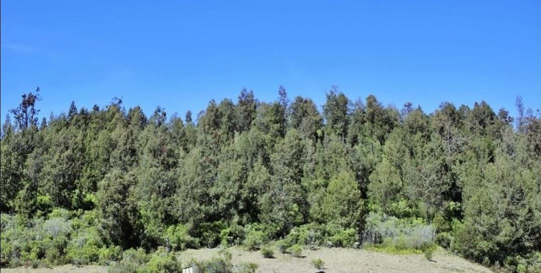 Pegunungan Argopuro. (Khoirul Rizal/RadarSitubondo.id)