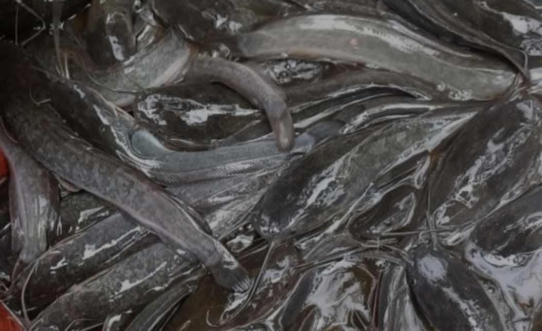 Ikan lele yang baik untuk kesehatan. (Khoirul Rizal/RadarSitubondo.id)