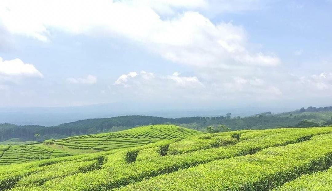 Foto: Agrowisata Kebun Teh di Lumajang/doc Khoirul Rizal