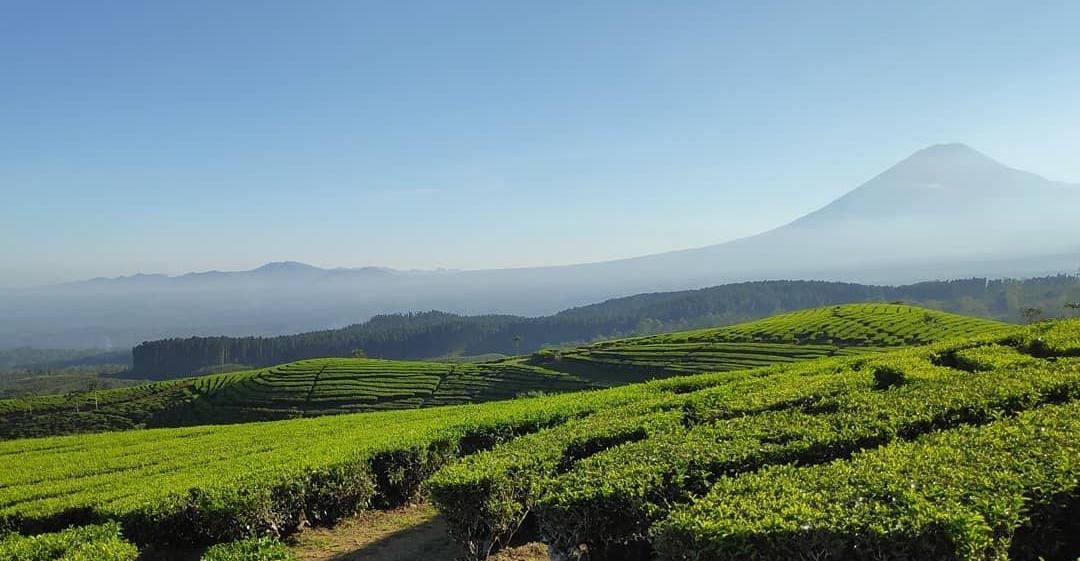 Foto: Kebun Teh Gucialit Lumajang/ doc Khoirul Rizal