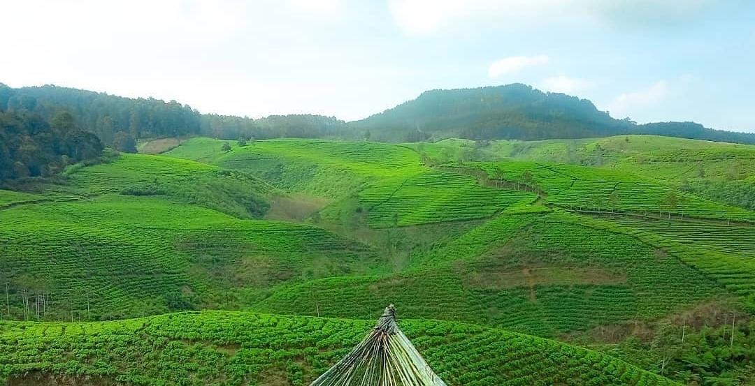 Foto: Kebun Teh Gucialit/ doc Khoirul Rizal