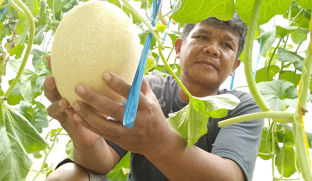 Sugeng memetik buah melon dari lahan kering yang disulap menjadi green house.