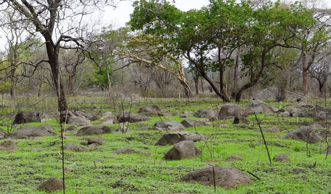Foto: Taman Nasional Baluran Situbondo/ ig @btn_baluran