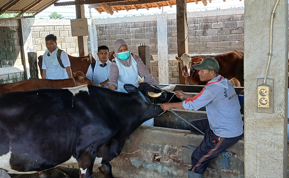 VAKSIN: Petugas kesehatan hewan memberikan pengobatan gratis kepada ternak di Desa Pokaan, Kecamatan Mangaran, beberapa waktu lalu.