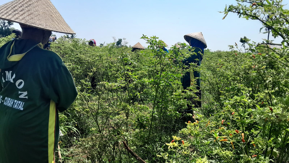 PENEN CABAI: Sejumlah buruh memanen cabai di ladang milik H. Imron di Desa Curahtatal, Kecamatan Arjasa, Senin (6/12).