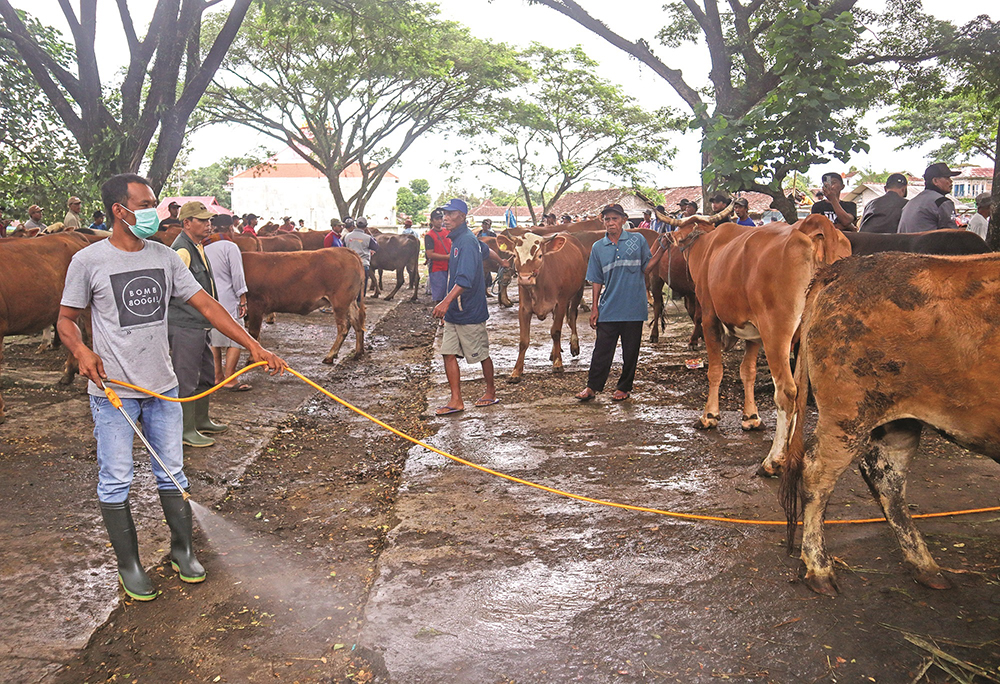 CEGAH: Petugas Dispertapan melakukan penyemprotan disinfektan untuk mencegah virus PMK di Pasar Hewan Glenmore, Jumat (10/1).