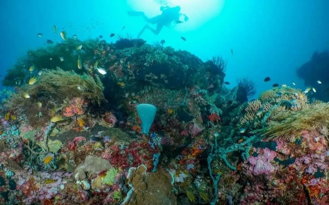 Foto: Bawah laut TN Baluran/ ig @btn_baluran