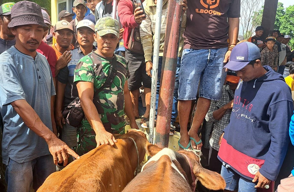HEBOH: Dua sapi pedet ditemukan pemiliknya di pasar hewan Desa Sumberkolak, Kecamatan Panarukan, Sabtu lalu (11/1).