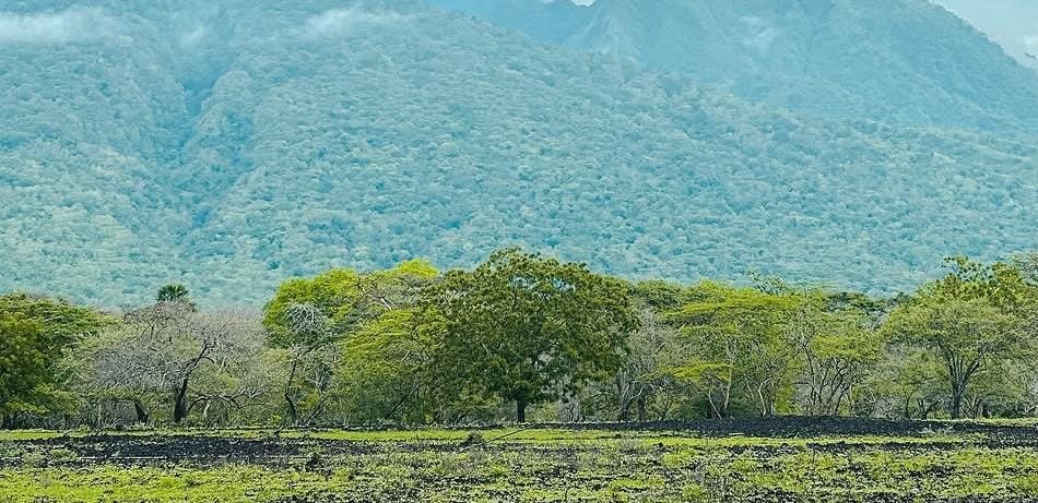 Foto: Kawasan savana bekol TN Baluran/ doc Khoirul Rizal