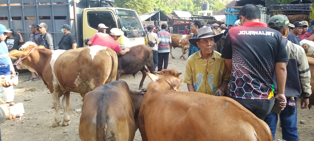 BERDAGANG: Seorang pedagang sapi memegang tali yang dikaitkan kepada leher sapi di Pasar Hewan Sabtuan, Desa Sumberkolak, Kecamatan Panarukan.