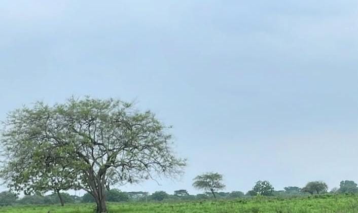 Foto: Kawasan TN Baluran Situbondo/ doc Khoirul Rizal