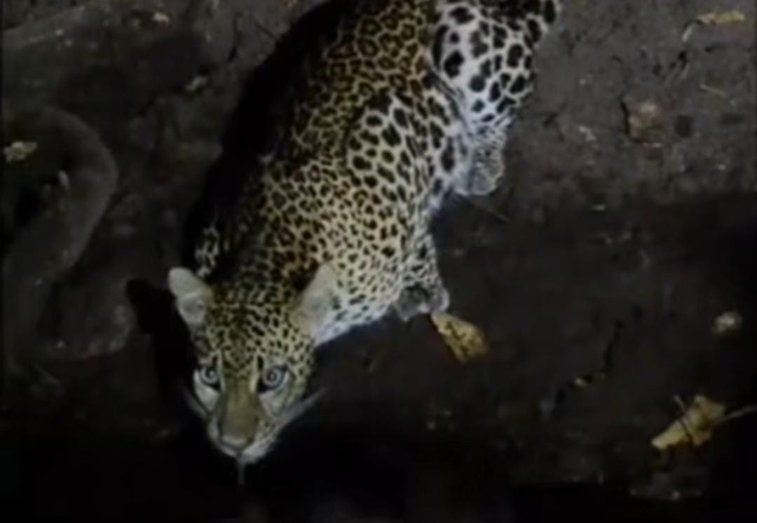 Foto: Momen macan tutul terekam kamera pengintai di TN Baluran/ doc ig @kementrianlhk