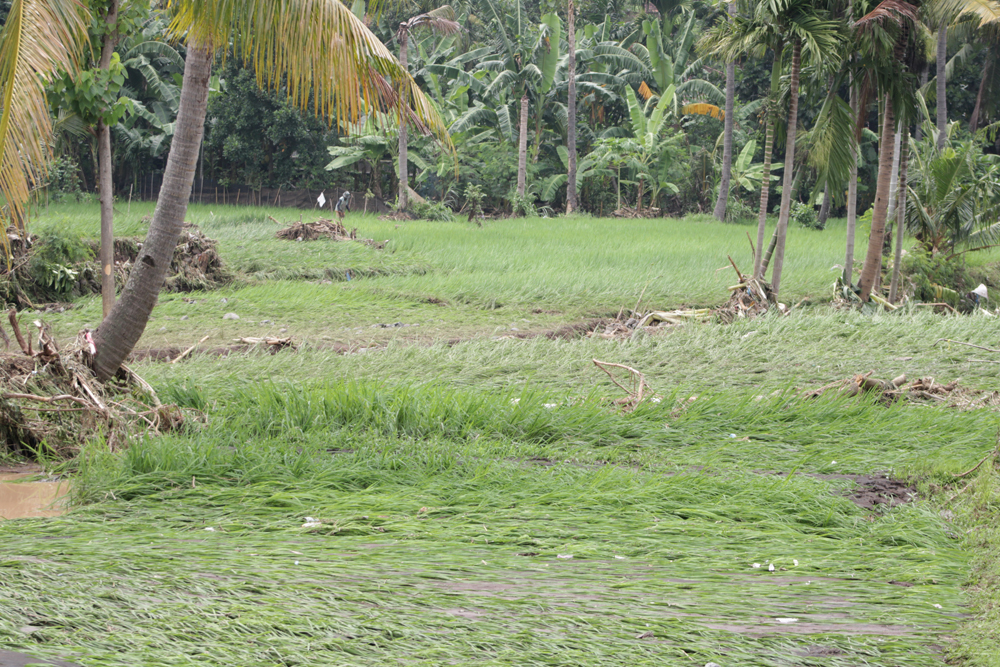 GAGAL PANEN: Tanaman padi di Desa Tambak Ukir, Kecamatan Kendit rata dengan tanah setelah diterjang banjir bandang, Kamis (13/2).