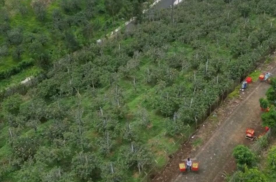Foto: Kebun apel di Pasuruan dilihat dari ketinggian/ ig @pujiiisantoso