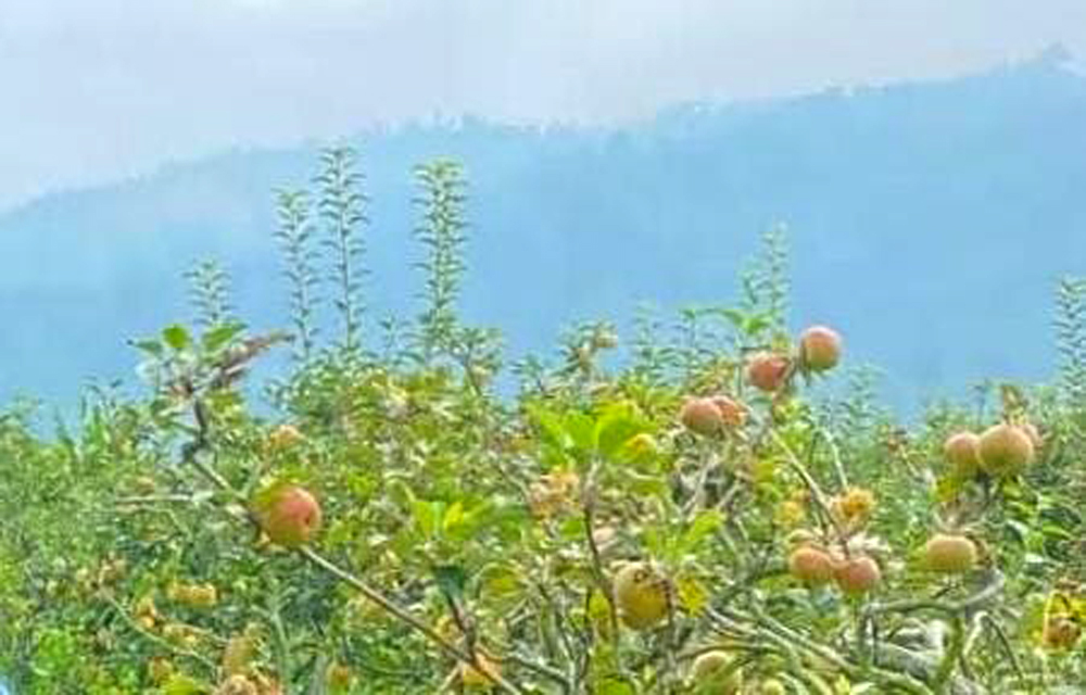Foto: Kebun Apel di Desa Andonosari/ doc Khoirul Rizal