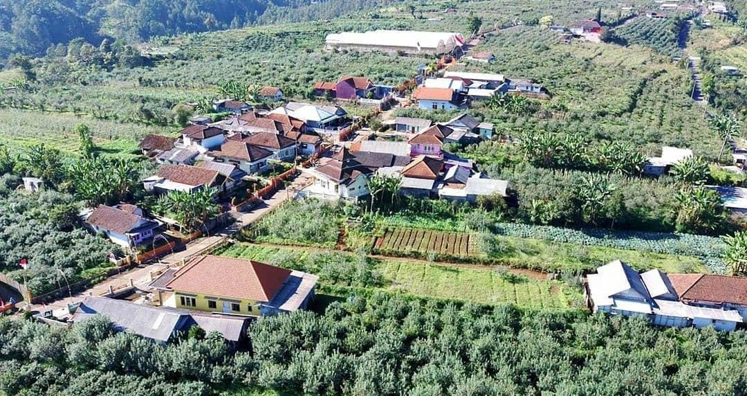 Foto: View kebun apel di Pasuruan/ ig @nangkojajar_kekinian_