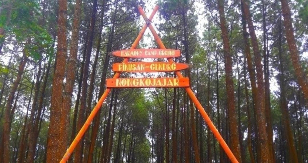 Foto: Hutan Pinus Gendro Pasuruan/ ig @hutanpinus_gendro
