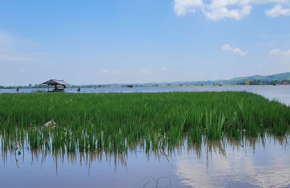 GAGAL PANEN: Lahan pertanian di Desa Klatakan, Kecamatan Kendit terendam banjir, beberapa waktu lalu.