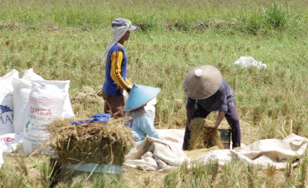 GUNAKAN MESIN: Buruh tani di Desa Demung, Kecamatan Besuki sibuk memanem padi, Selasa (18/2).