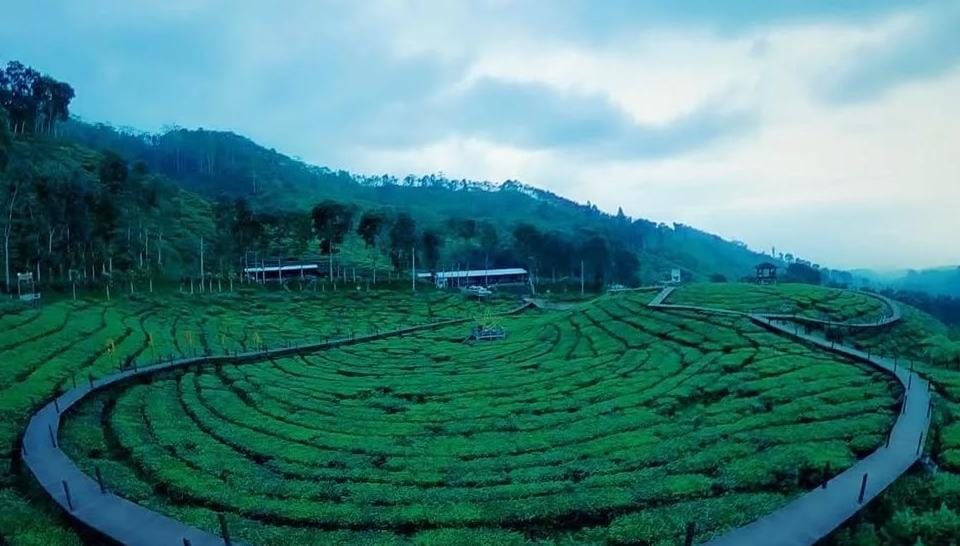Foto: Kebun teh di Jember/ doc Khoirul Rizal