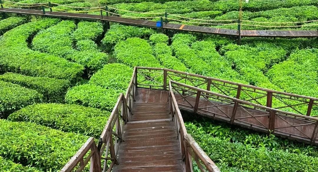 Foto: Kebun teh Gunung Gambir/ doc Khoirul Rizal