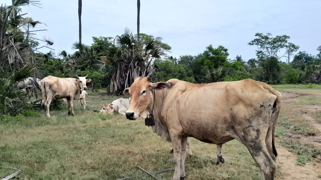 DILEPASLIARKAN: Sejumlah sapi milik warga Desa Sumberwaru, Kecamatan Banyuputih berada dalam kawasan Taman Nasional (TN) Baluran, Jumat (28/2).