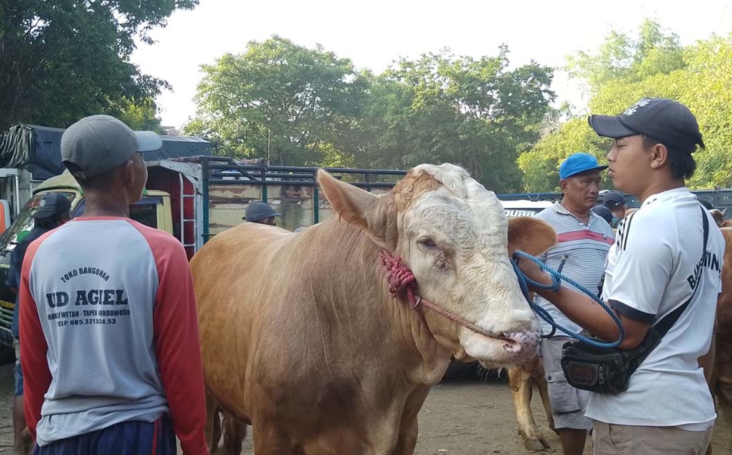 SAPI BESAR: Pedagang sapi di pasar hewan Sabtuan, Desa Sumberkolak, Kecamatan Panarukan. Kegiatan jual beli ternak menjadi salah satu sumber PAD Situbondo.